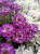 byliny-i-trawy_iberis_71509_3.jpg