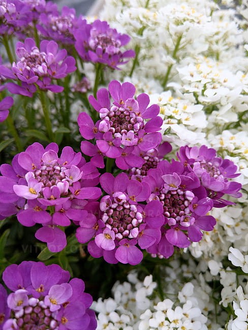 byliny-i-trawy_iberis_71509_3.jpg