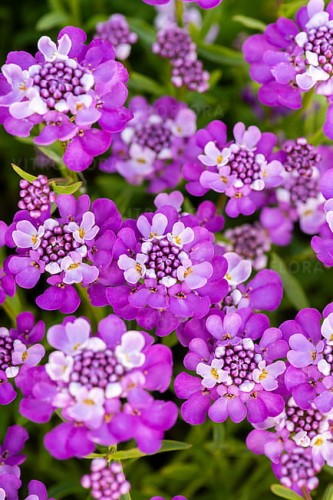 byliny-i-trawy_iberis_71509_5.jpg
