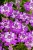 byliny-i-trawy_iberis_71509_5.jpg