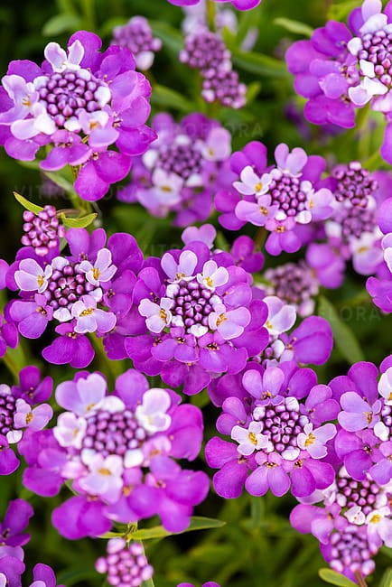 byliny-i-trawy_iberis_71509_5.jpg