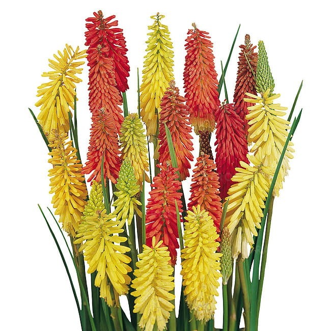 byliny-i-trawy_kniphofia_79903_1.jpg