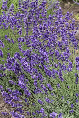 byliny-i-trawy_lavandula_74861_4.jpg