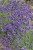byliny-i-trawy_lavandula_74861_4.jpg