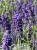 byliny-i-trawy_lavandula_74861_1.jpg