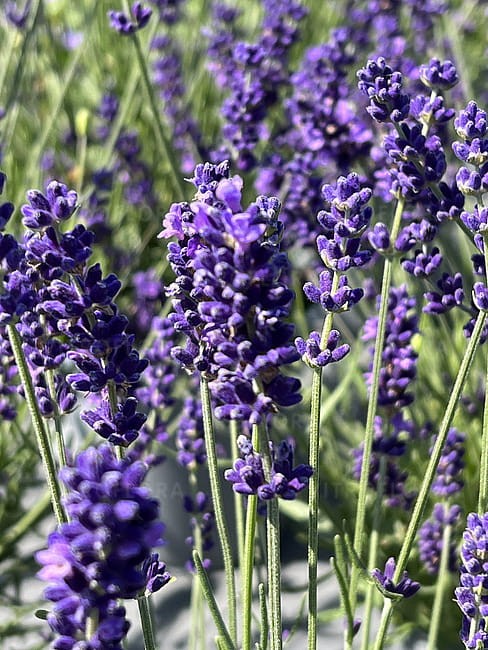 byliny-i-trawy_lavandula_74861_1.jpg