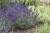 byliny-i-trawy_lavandula_74861_3.jpg