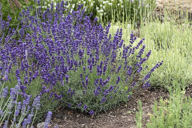 byliny-i-trawy_lavandula_74861_3.jpg