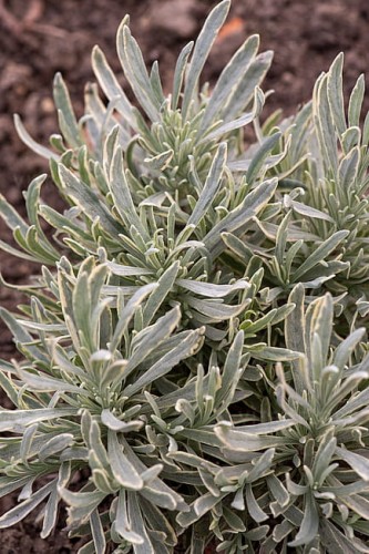 byliny-i-trawy_lavandula_74879_1.jpg