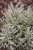 byliny-i-trawy_lavandula_74879_1.jpg