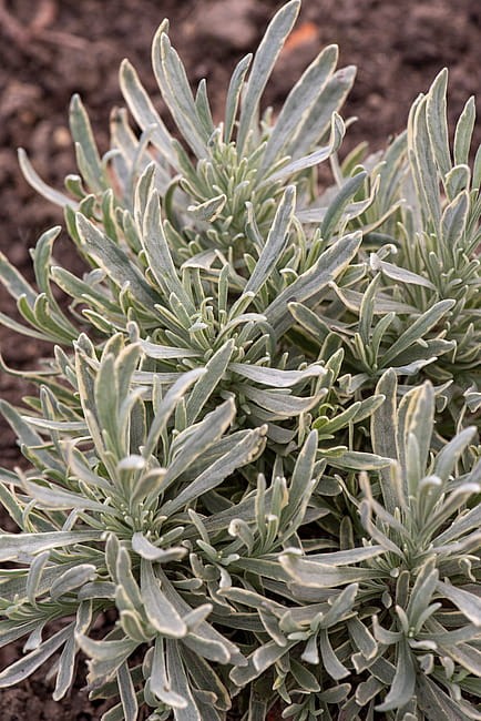 byliny-i-trawy_lavandula_74879_1.jpg