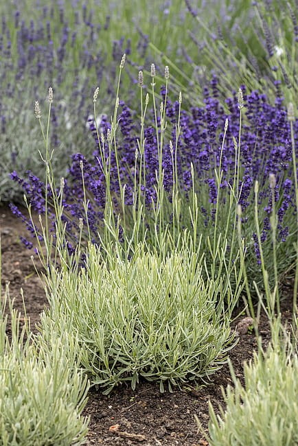 byliny-i-trawy_lavandula_74879_2.jpg