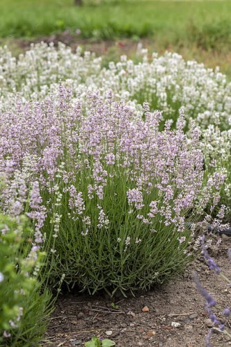 lavandula-rosea_8.jpg