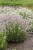 lavandula-rosea_8.jpg