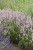 lavandula-rosea_7.jpg