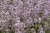 lavandula-rosea_6.jpg