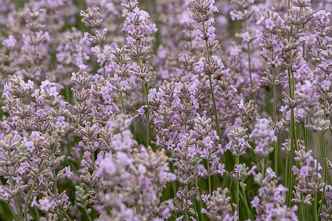 lavandula-rosea_6.jpg