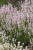 lavandula-rosea_5.jpg