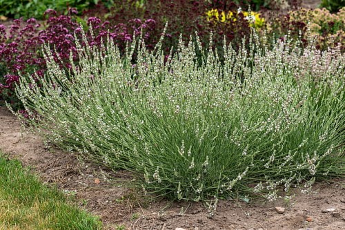lavandula-edelweiss_3.jpg