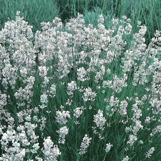 lavandula-edelweiss_71574_1.jpg