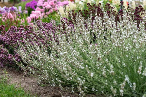 lavandula-edelweiss_1.jpg