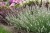 lavandula-edelweiss_1.jpg