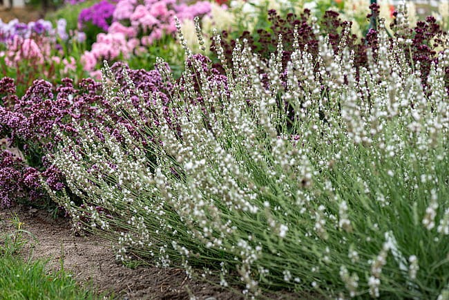 lavandula-edelweiss_1.jpg