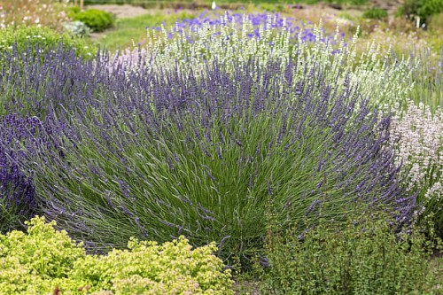 lavandula-phenomenal_5.jpg