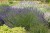 lavandula-phenomenal_5.jpg