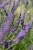 lavandula-phenomenal_4.jpg