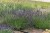 lavandula-phenomenal_3.jpg