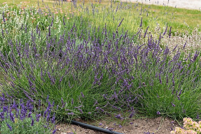 lavandula-phenomenal_3.jpg