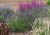 lavandula-phenomenal_1.jpg