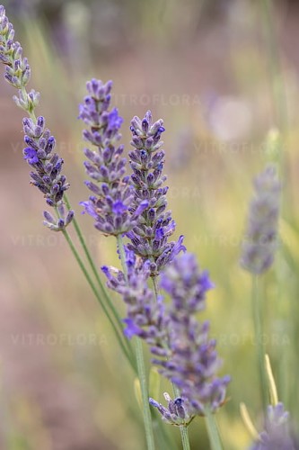 lavandula-platinumblonde_9 (1).jpg