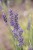 lavandula-platinumblonde_9 (1).jpg