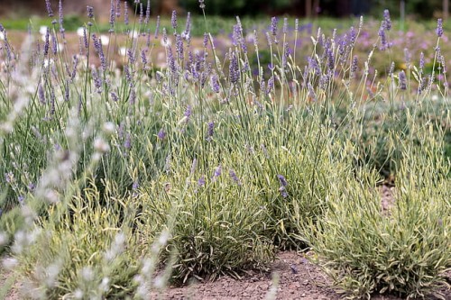 lavandula-platinumblonde_12 (1).jpg