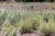 lavandula-platinumblonde_12 (1).jpg