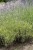 lavandula-platinumblonde_13.jpg