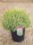 lavandula-platinumblonde_7.jpg