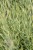 lavandula-platinumblonde_11.jpg