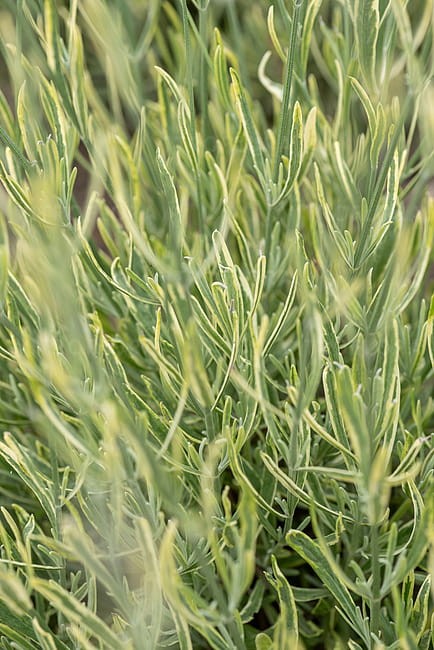 lavandula-platinumblonde_11.jpg