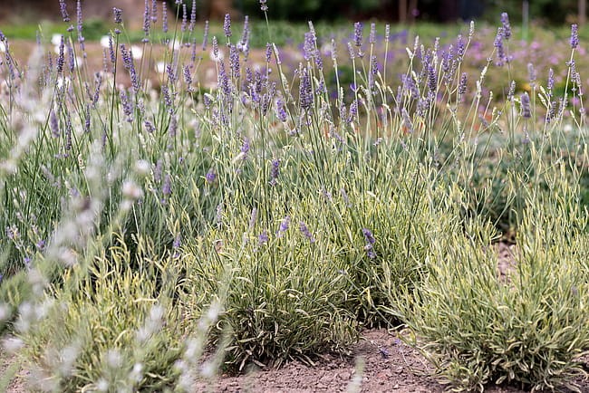 lavandula-platinumblonde_12.jpg