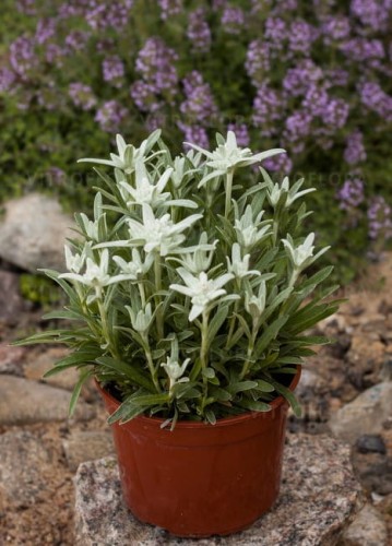 byliny-i-trawy_leontopodium-szarotka_79131_2.jpg