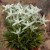 byliny-i-trawy_leontopodium-szarotka_79131_1.jpg
