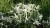 leontopodium-may-snow_1.jpg
