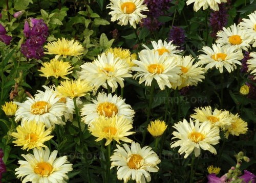 leucanthemum-goldfinch_70786_2.jpg