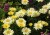 leucanthemum-goldfinch_70786_2.jpg