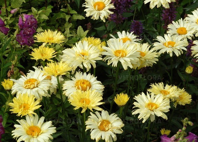 leucanthemum-goldfinch_70786_2.jpg