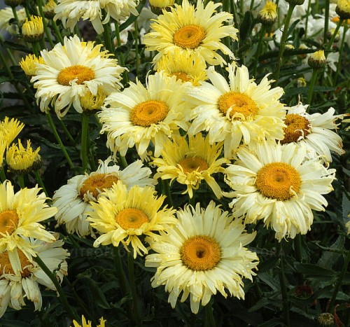 leucanthemum-goldfinch_4.jpg
