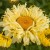leucanthemum-goldfinch_70786_1.jpg
